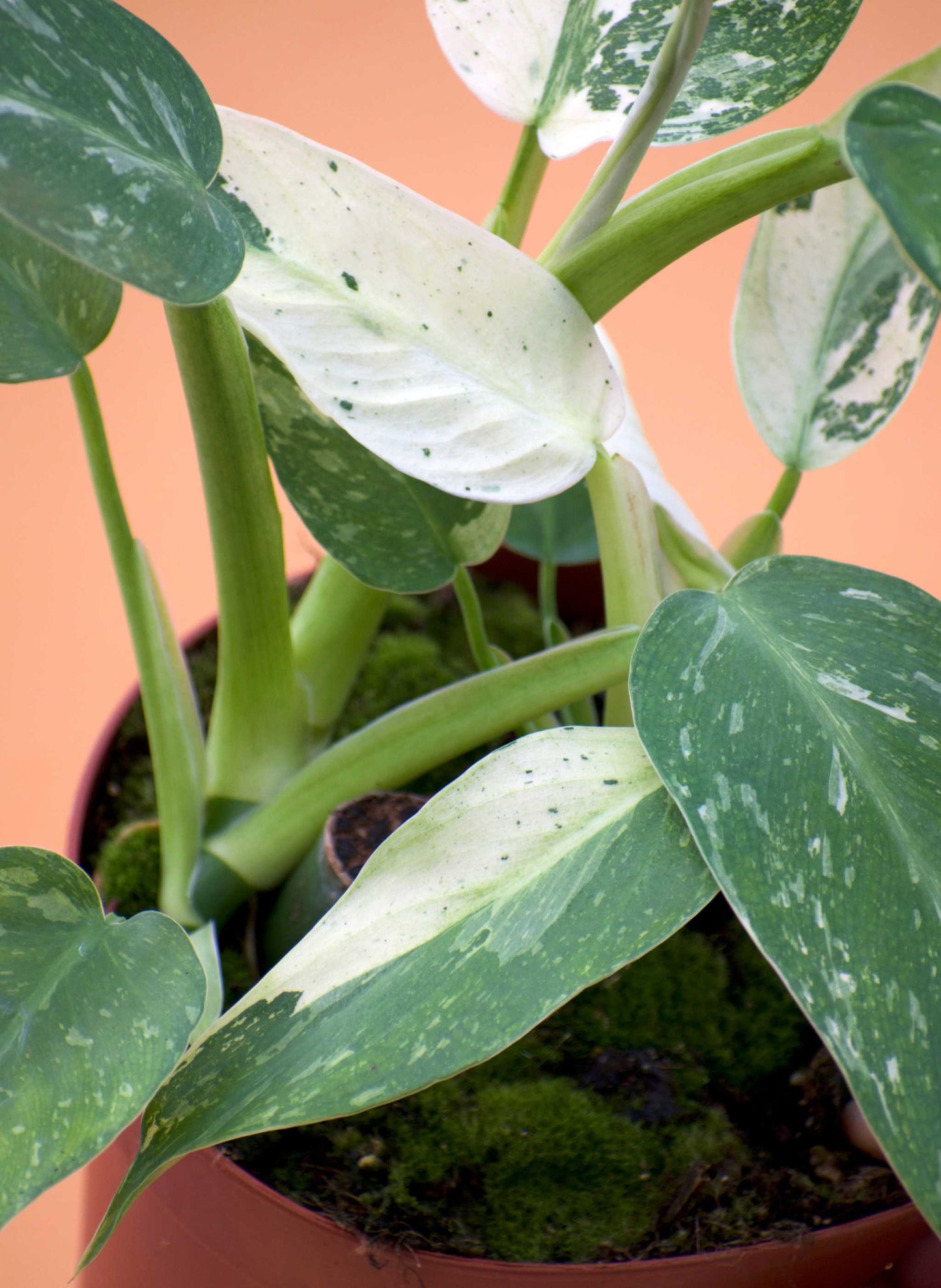 Philodendron 'Jose Buono'