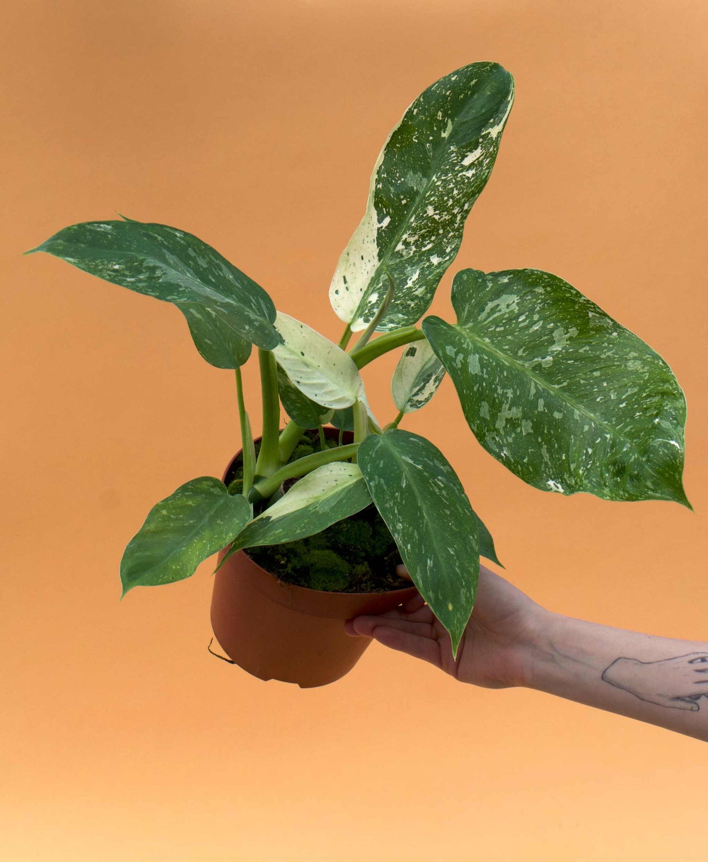 Philodendron 'Jose Buono'