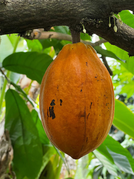 Kakaoträd 'Theobroma cacao'
