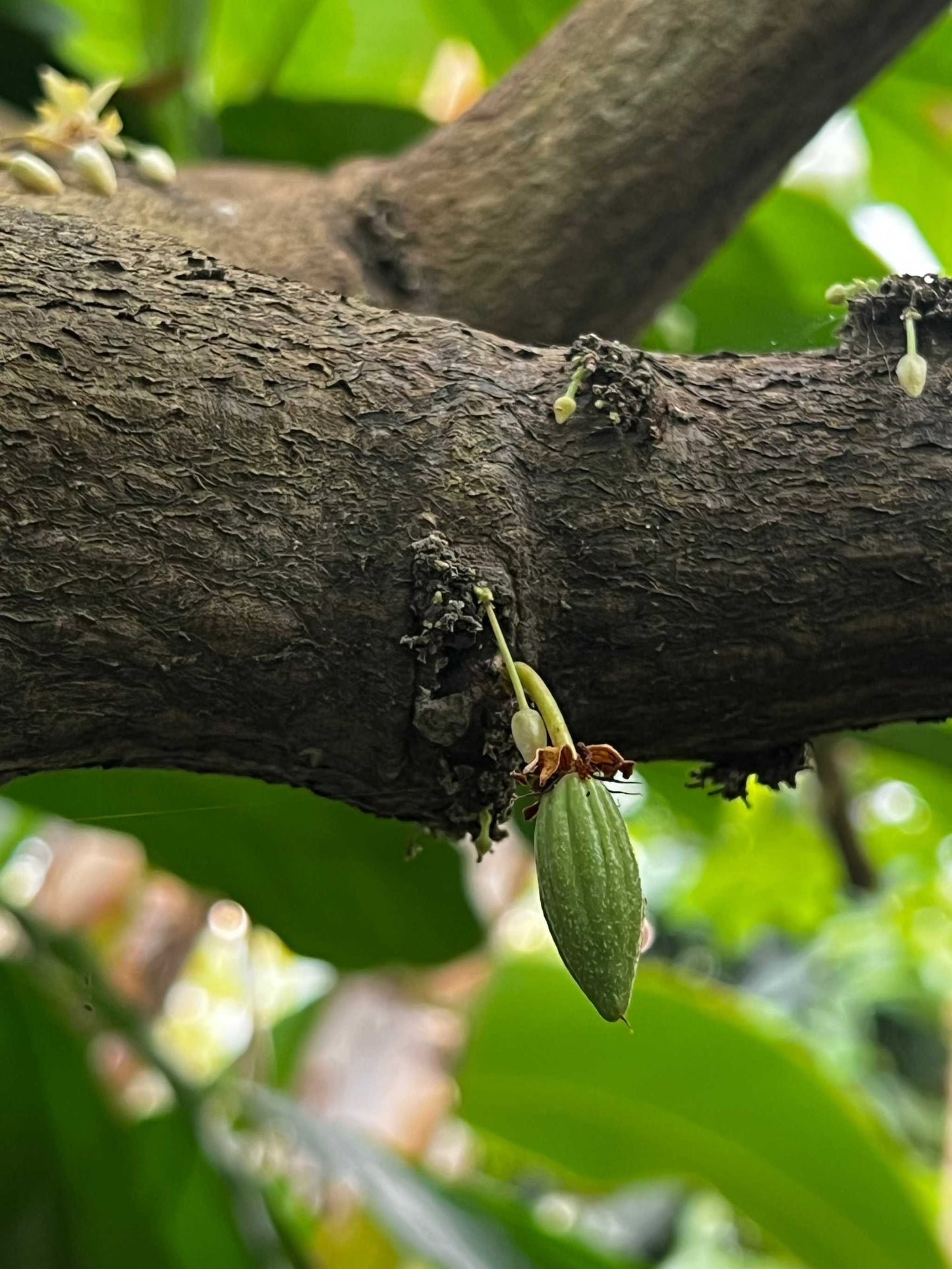 Kakaoträd 'Theobroma cacao'