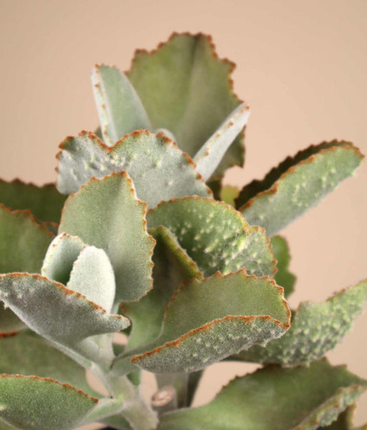 Kalanchoe beharensis 'Kamelhårskalankoe'