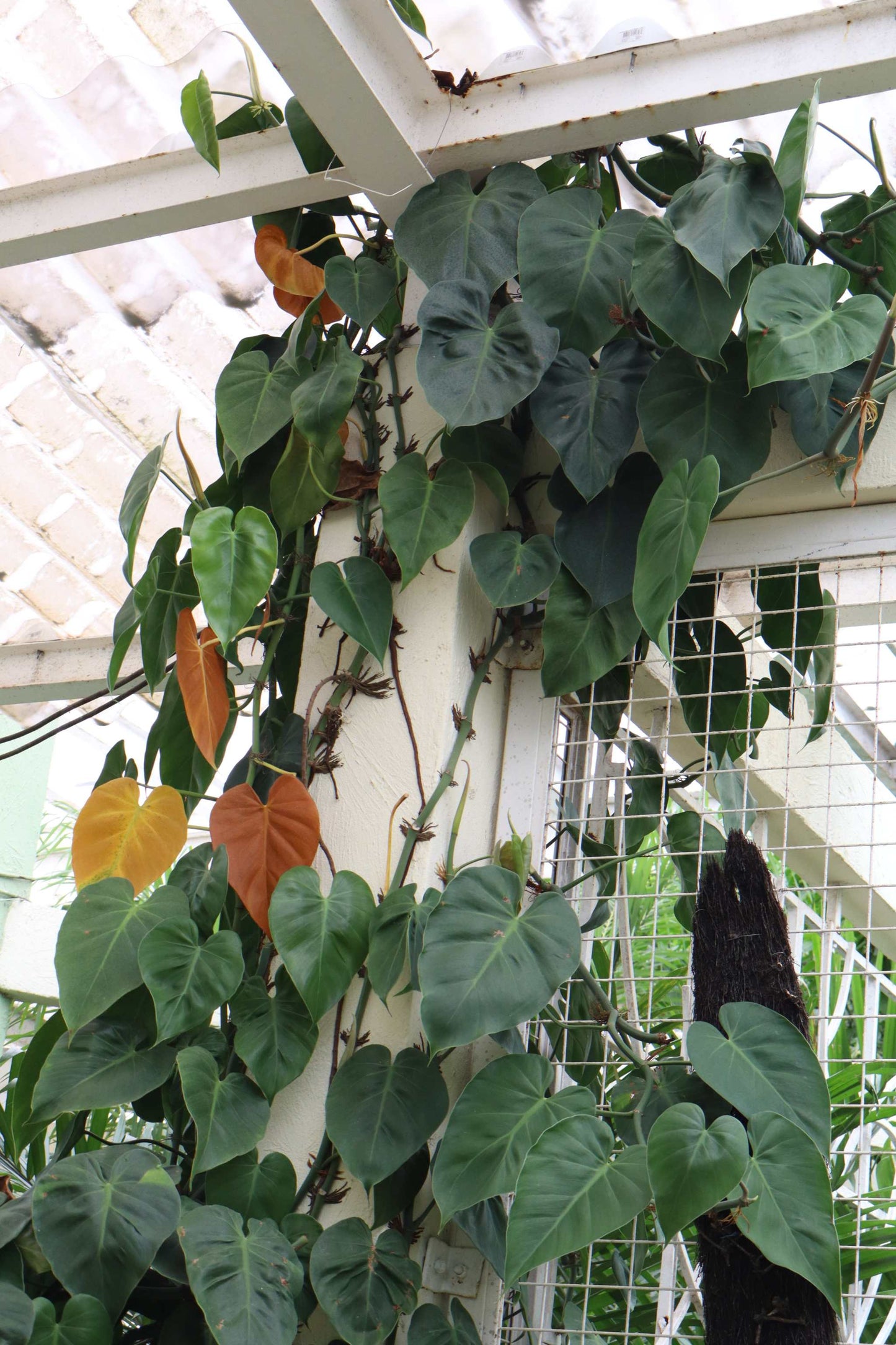 Philodendron hederaceum (klätterkalla)