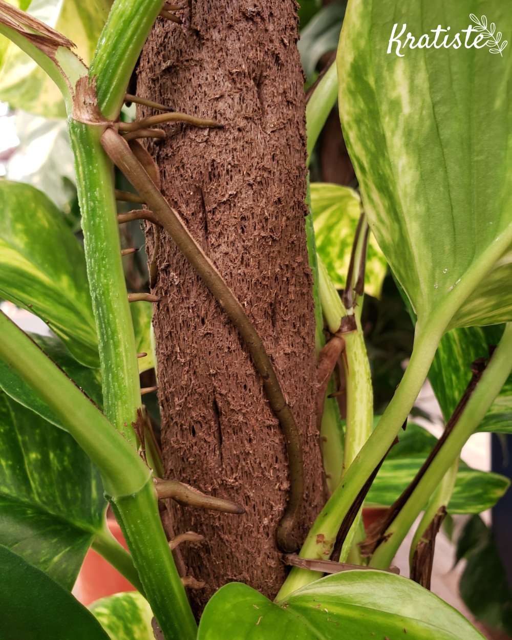 Växtstöd gjort i komposterbart material - kratiste