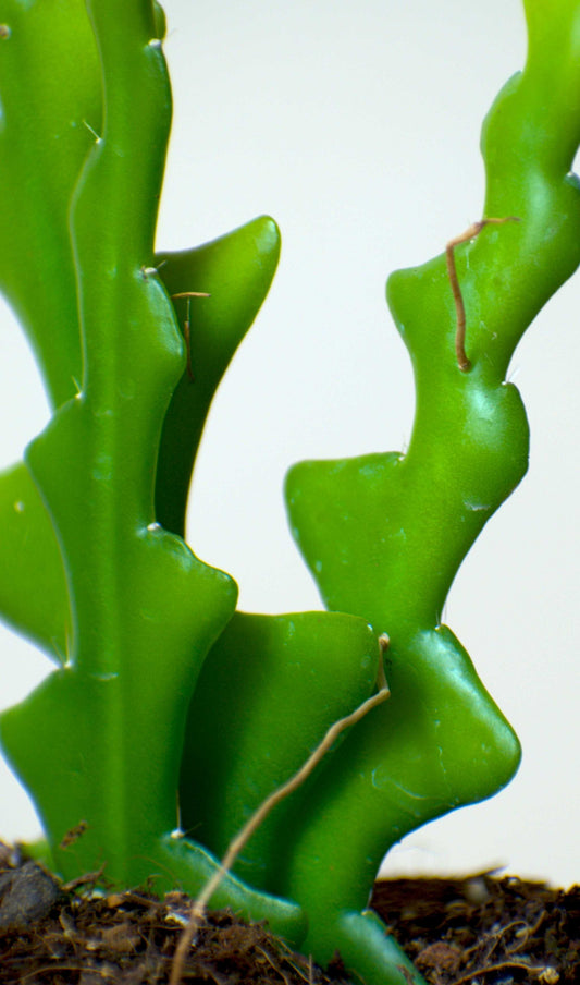 Selenicereus anthonyanus (Night cactus)