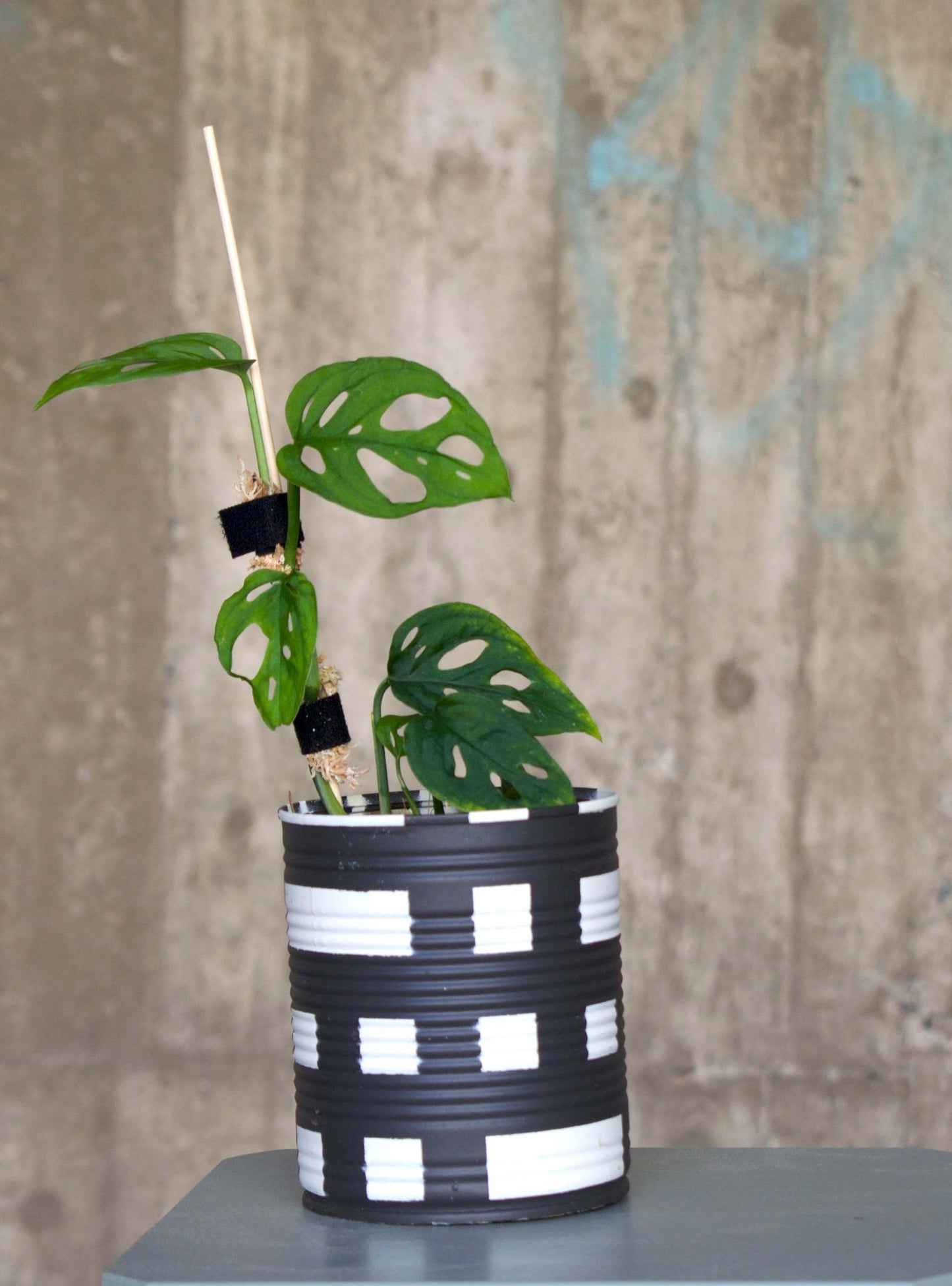 Monstera Epipremnoides 'Esqueleto'