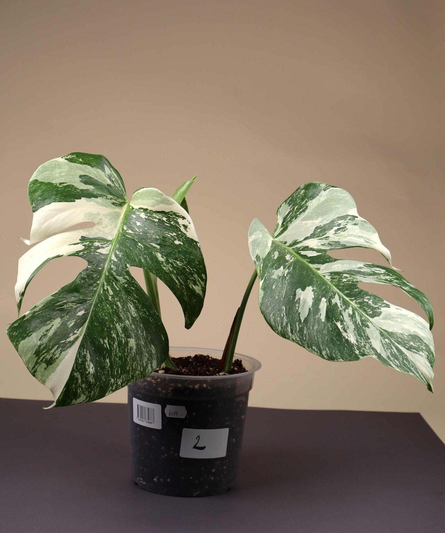 Monstera albo variegata