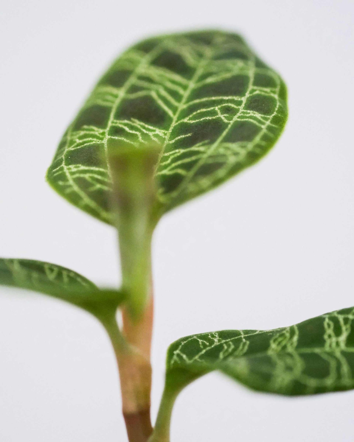 Macodes petola 'jewel orchid'