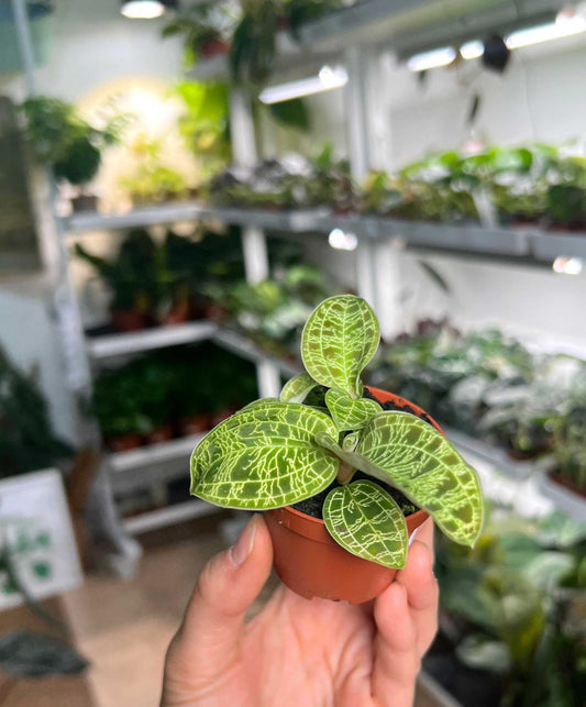 Macodes petola 'juvelorkidé'