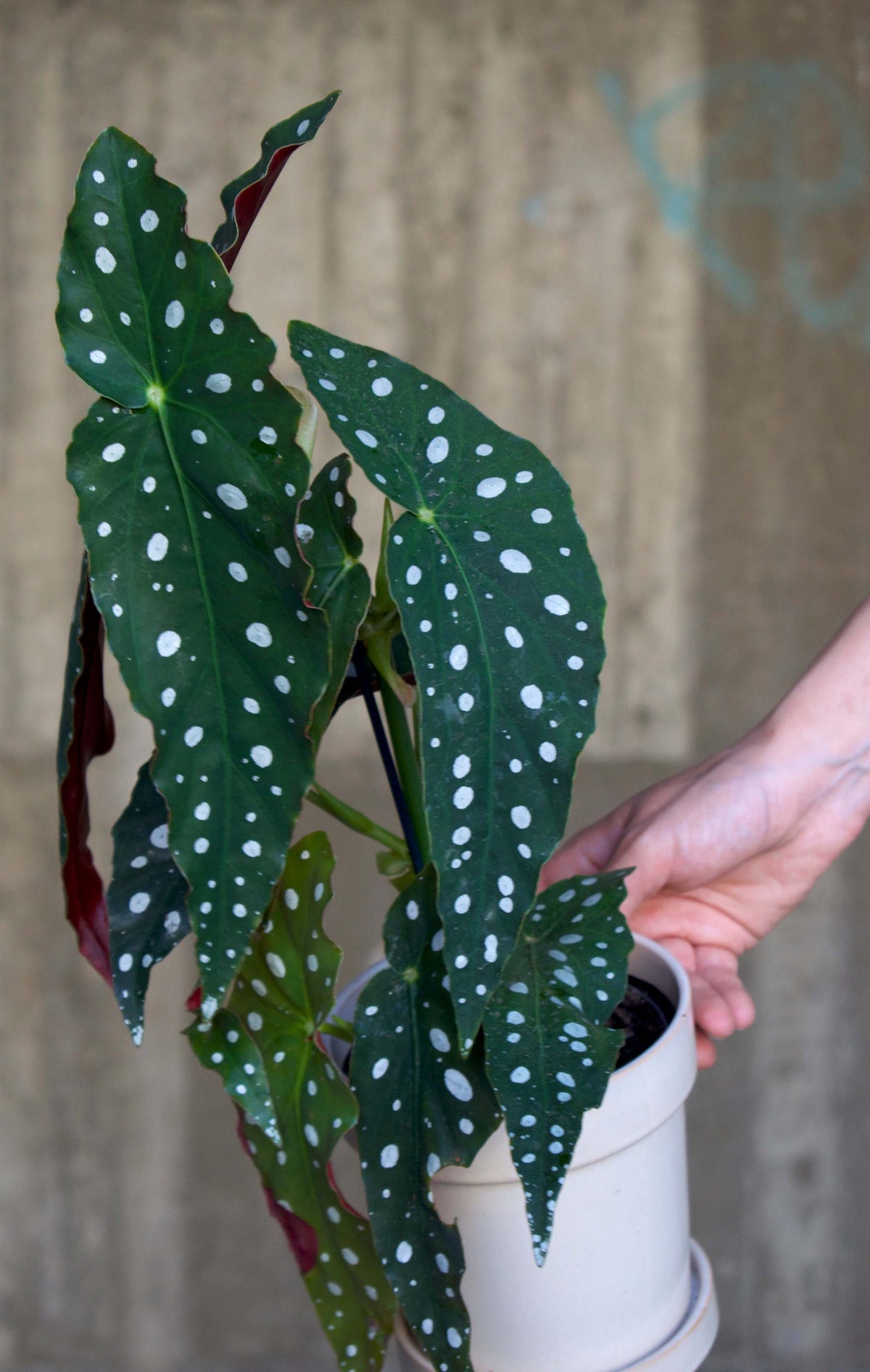Forellbegonia 'Begonia maculata'
