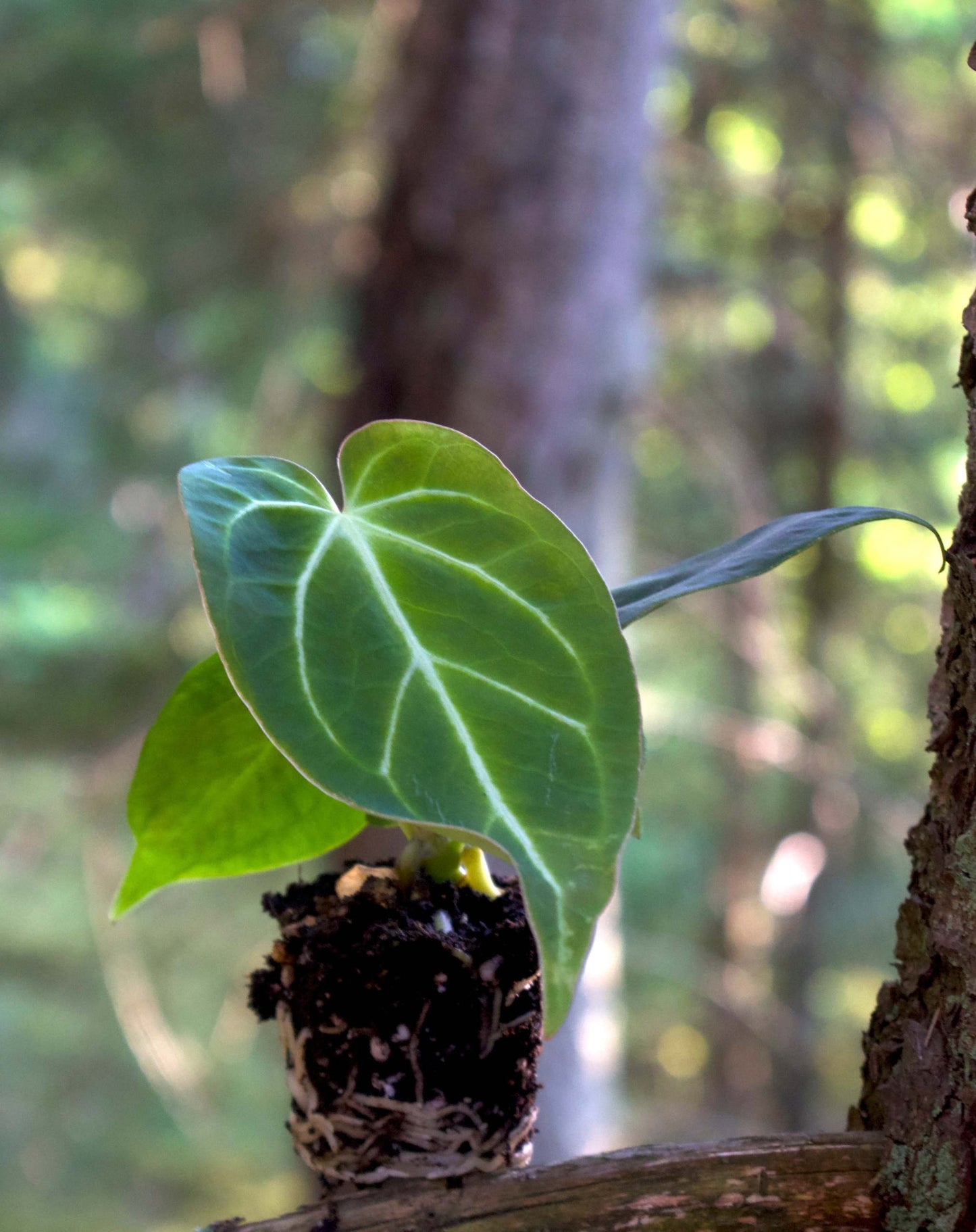 Anthurium magnificum