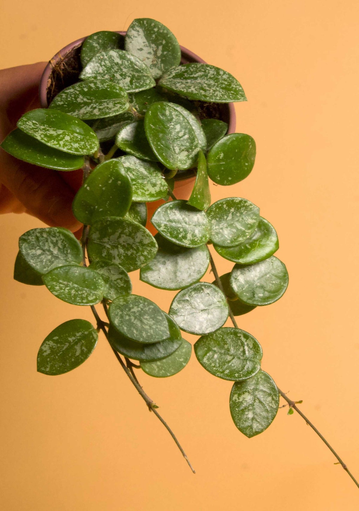 Hoya mathilde splash