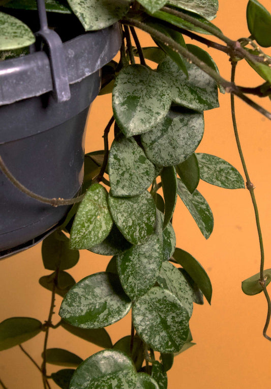 Hoya mathilde splash