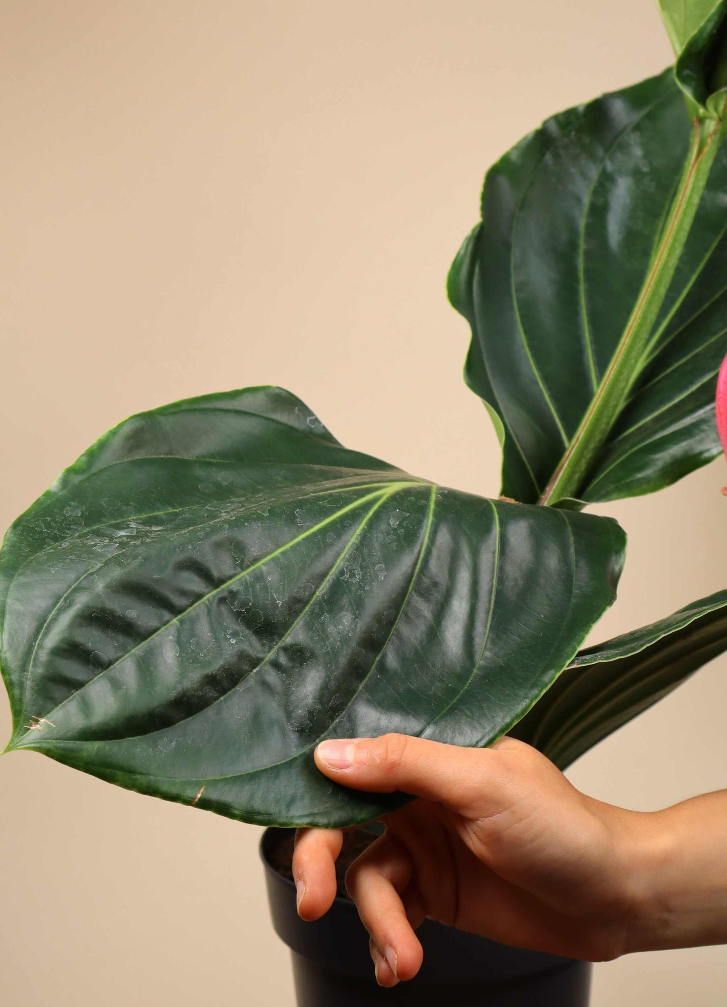 Medinilla magnifica | Rosenskärm