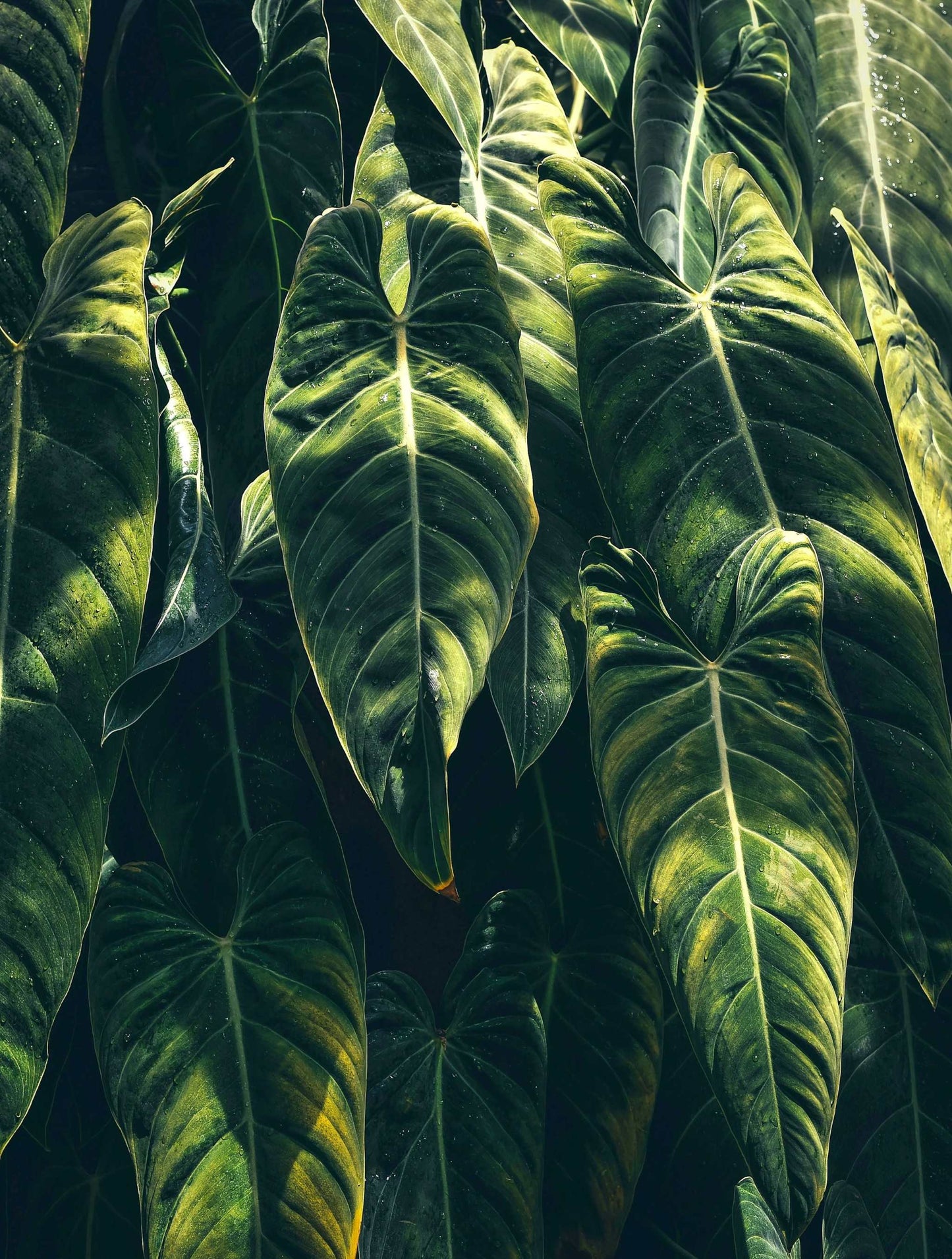 Philodendron melanochrysum