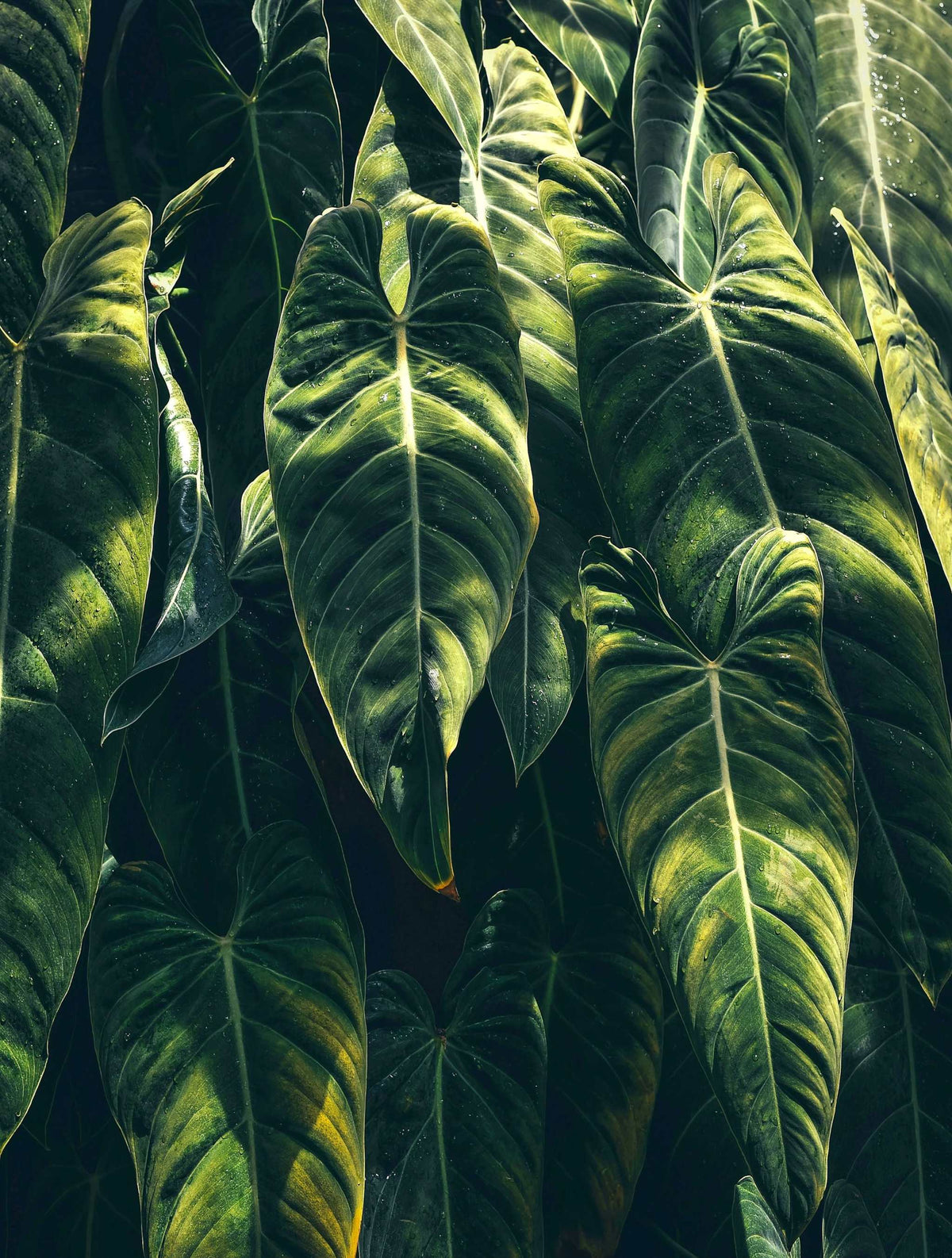 Philodendron melanochrysum