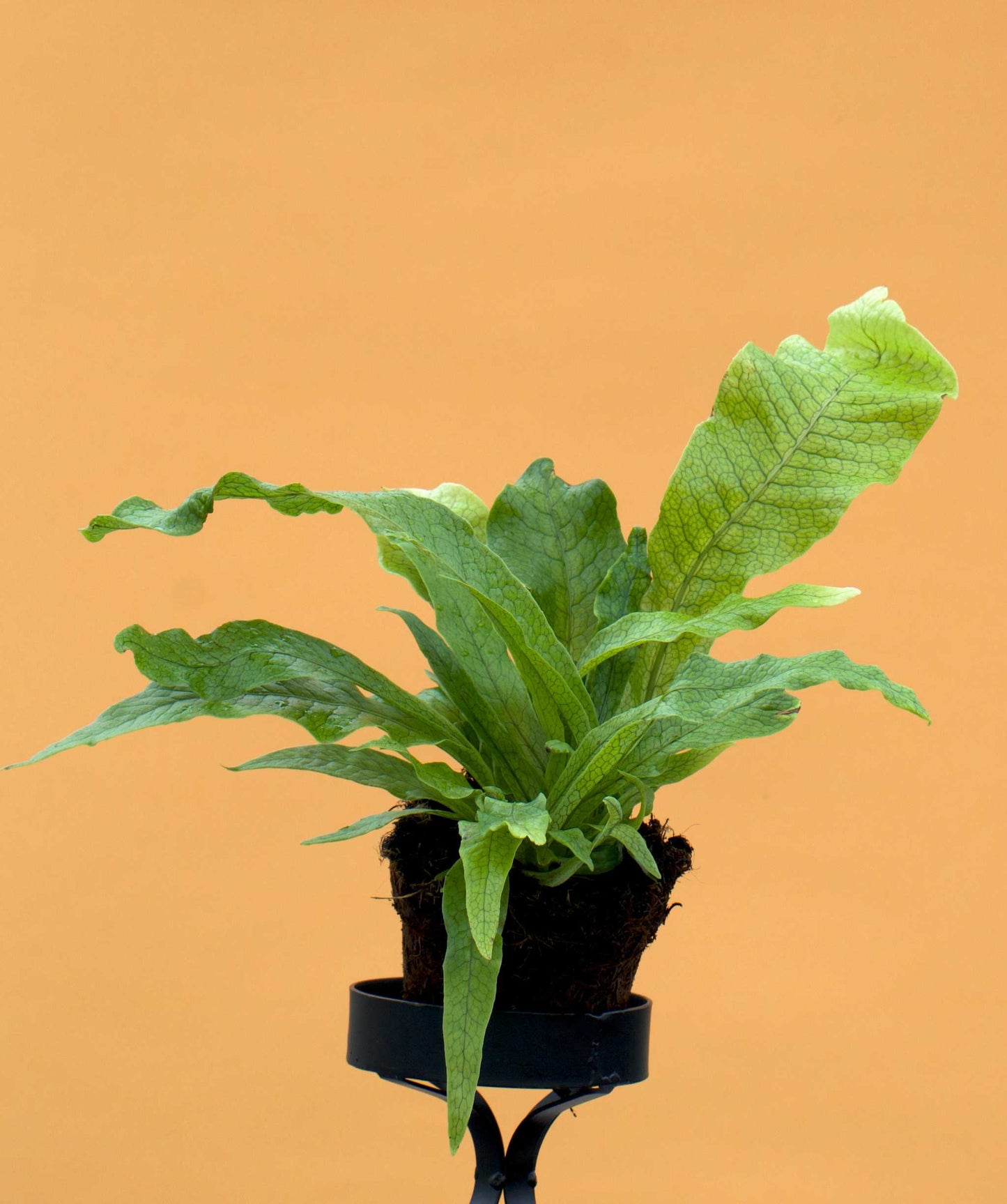 Microsorum musifolium 'krokodilbräken'