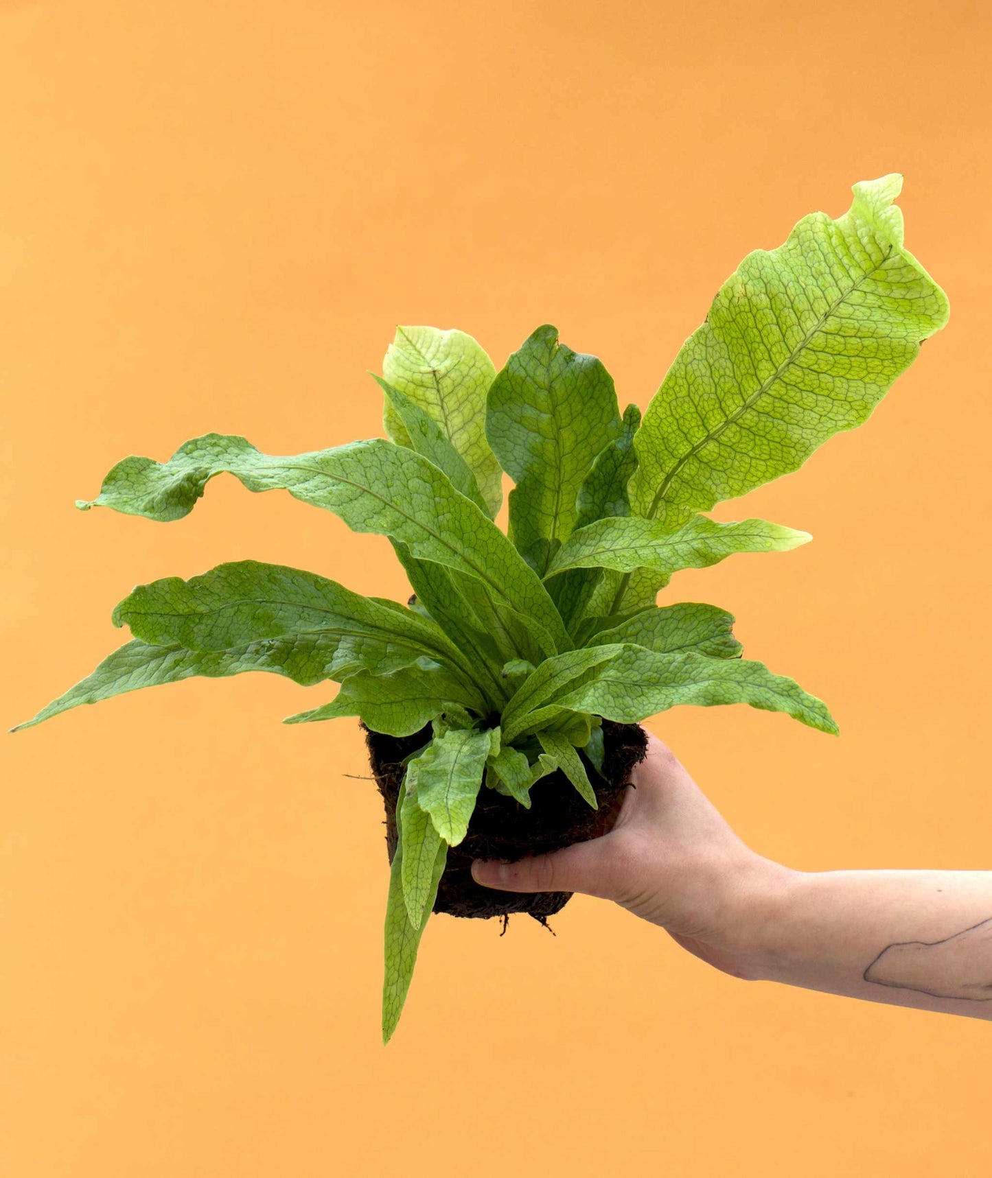 Microsorum musifolium 'krokodilbräken'