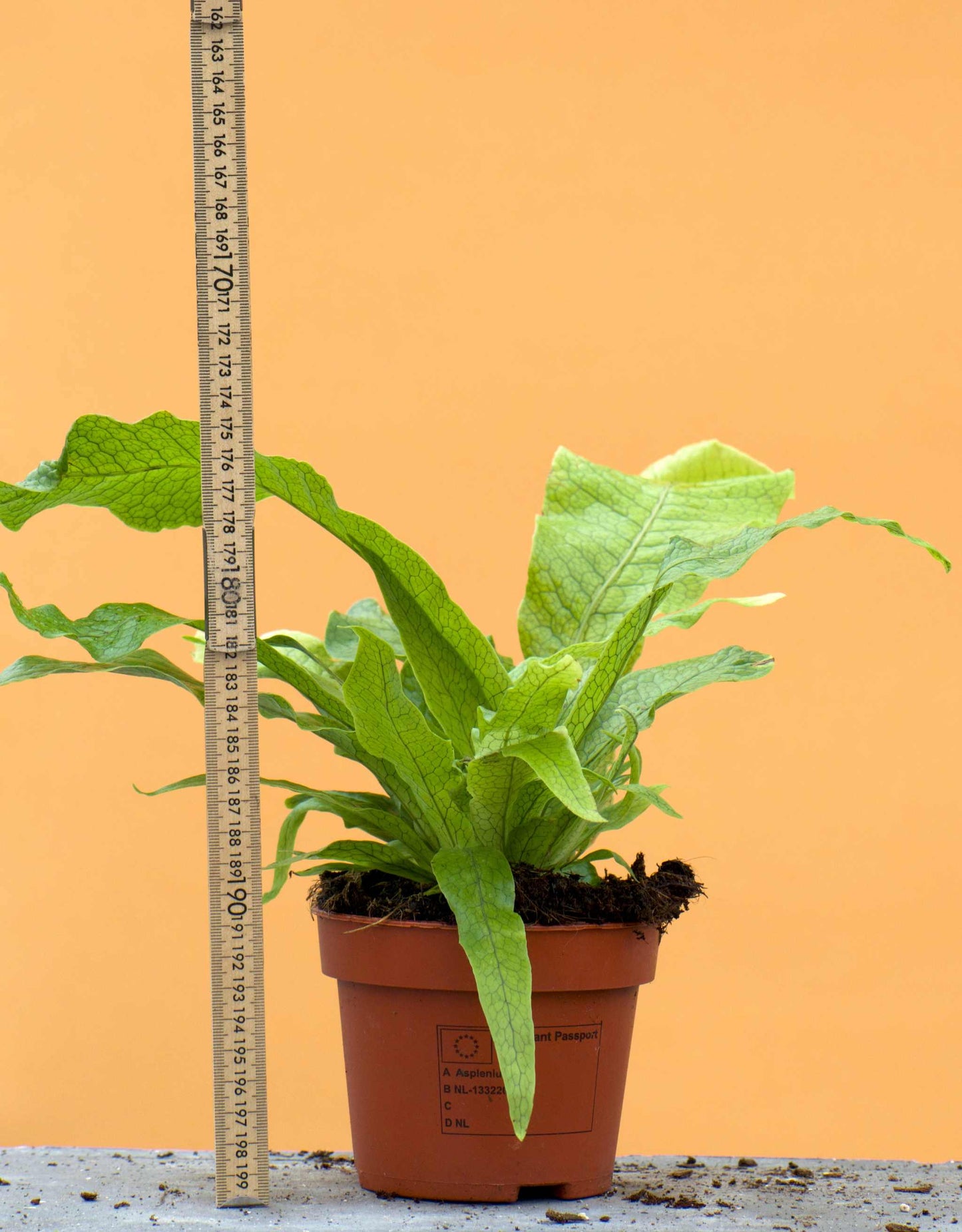 Microsorum musifolium 'krokodilbräken'