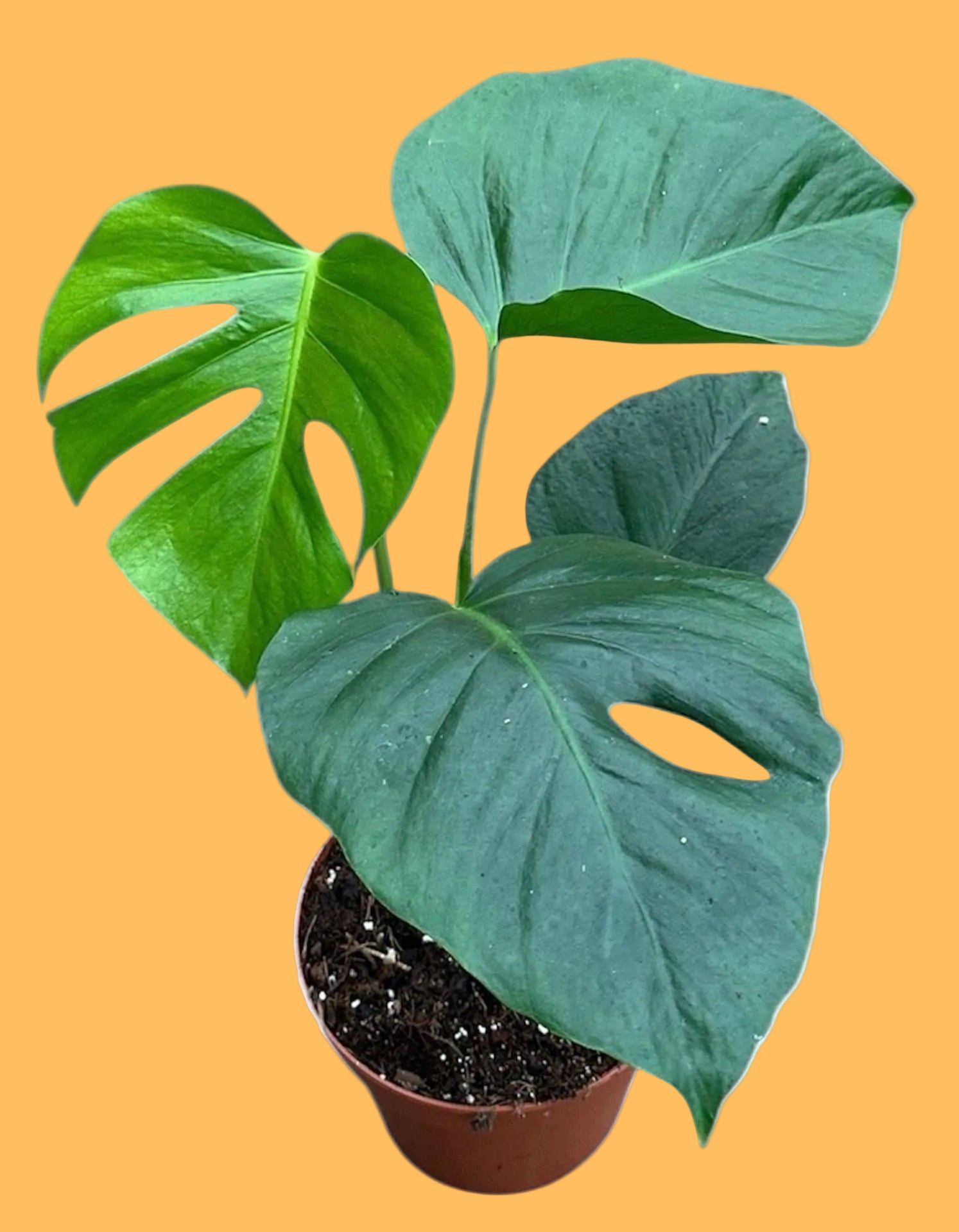 monstera deliciosa var sierrana for sale Monstera deliciosa var. sierrana – Ormbunker