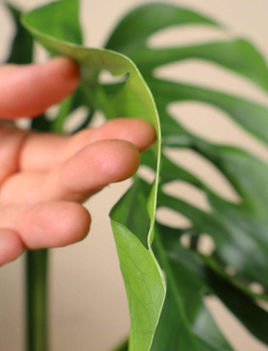 Monstera 'Aussie Dream'