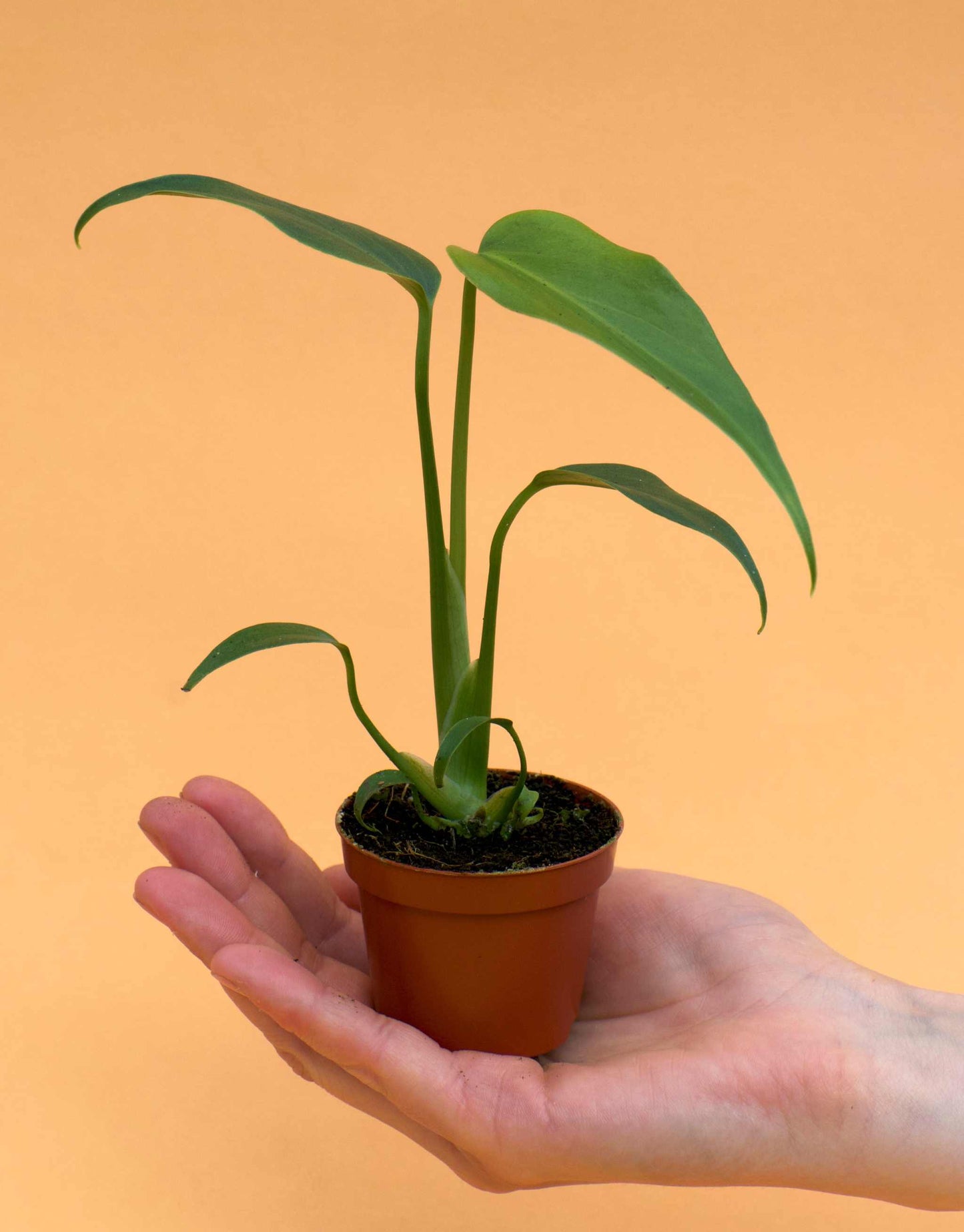 Monstera Burle Marx Flame