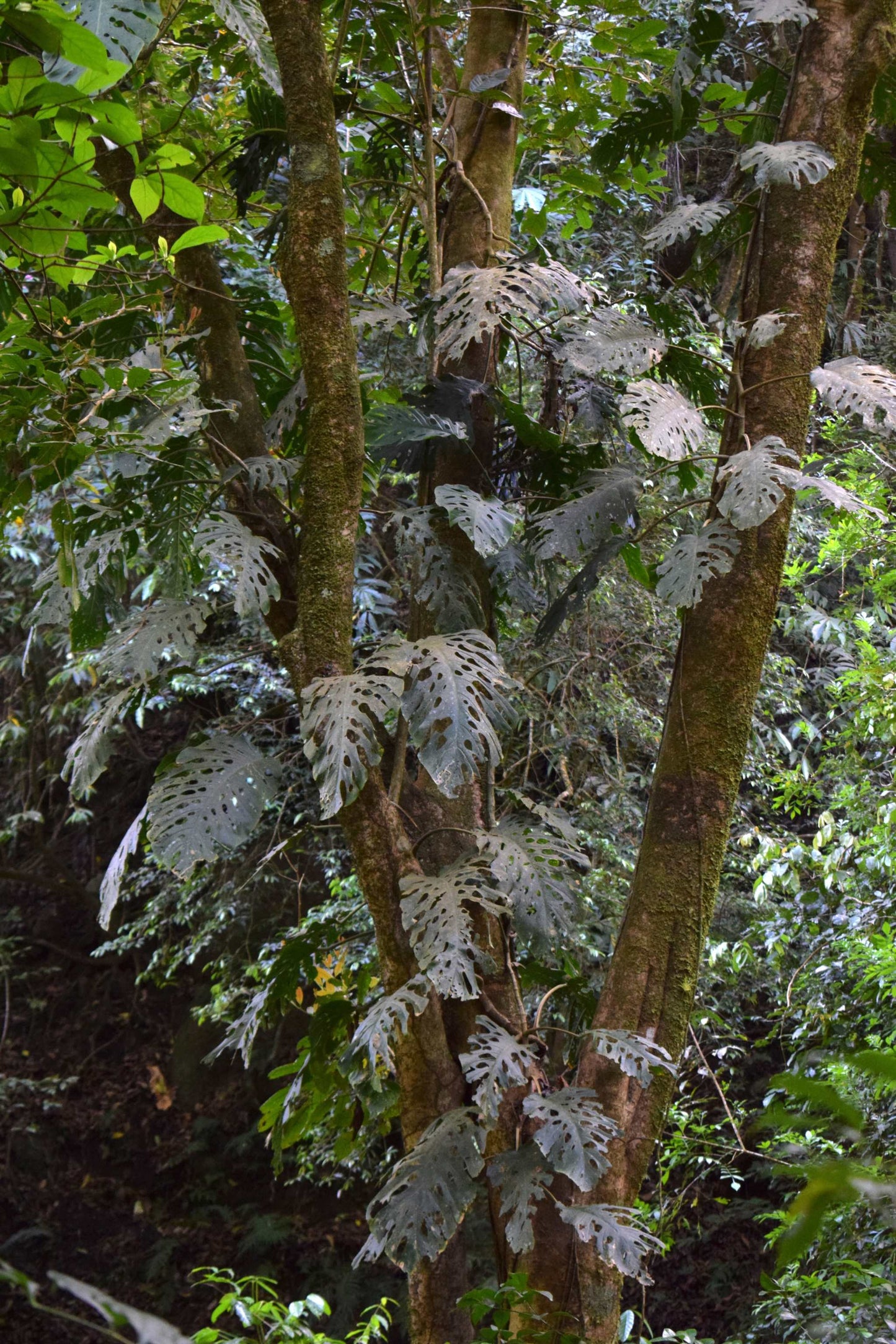 Monstera dubia