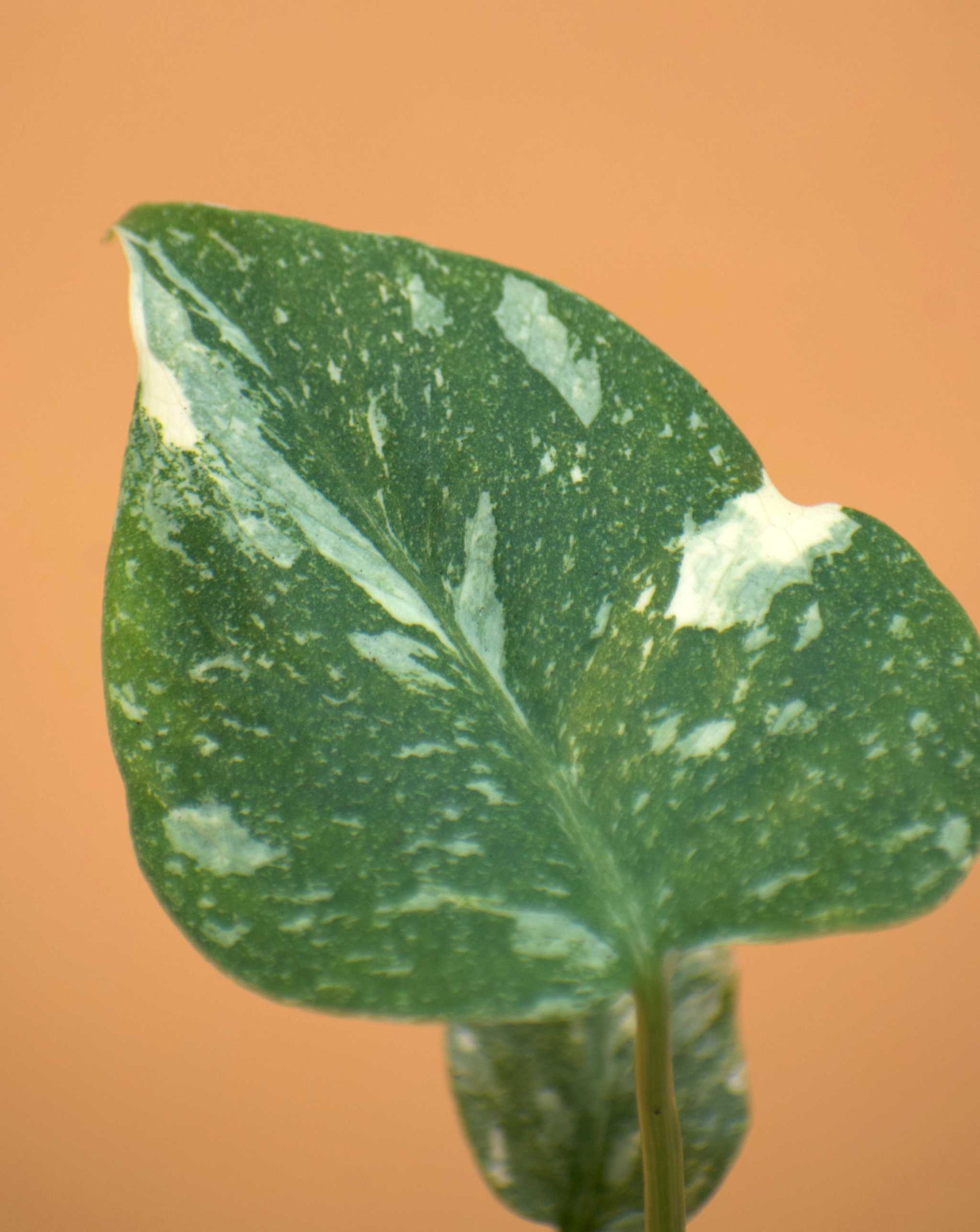 Alocasia tandurusa ´jacklyn'