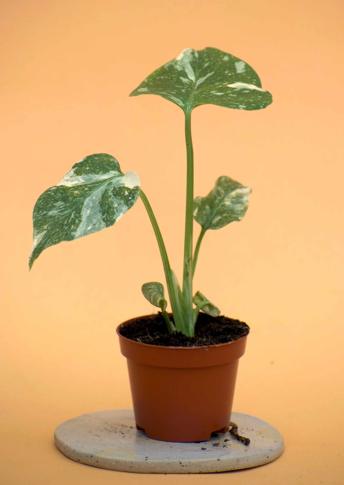 Alocasia tandurusa ´jacklyn'