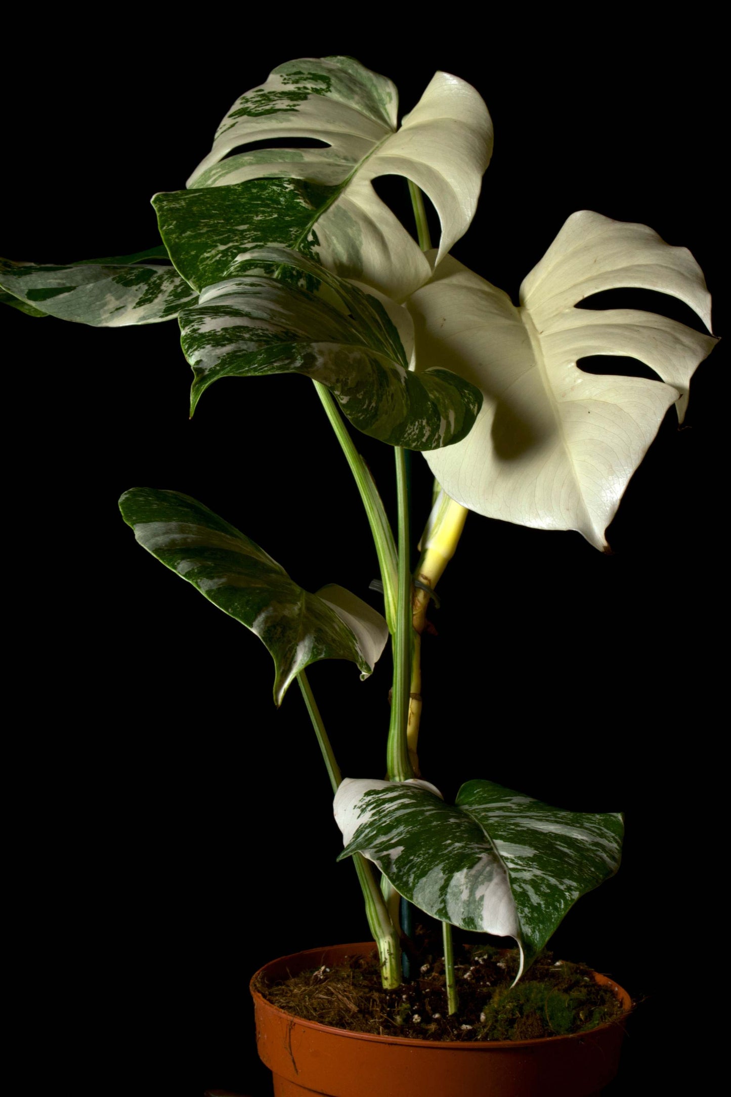 Monstera albo variegata