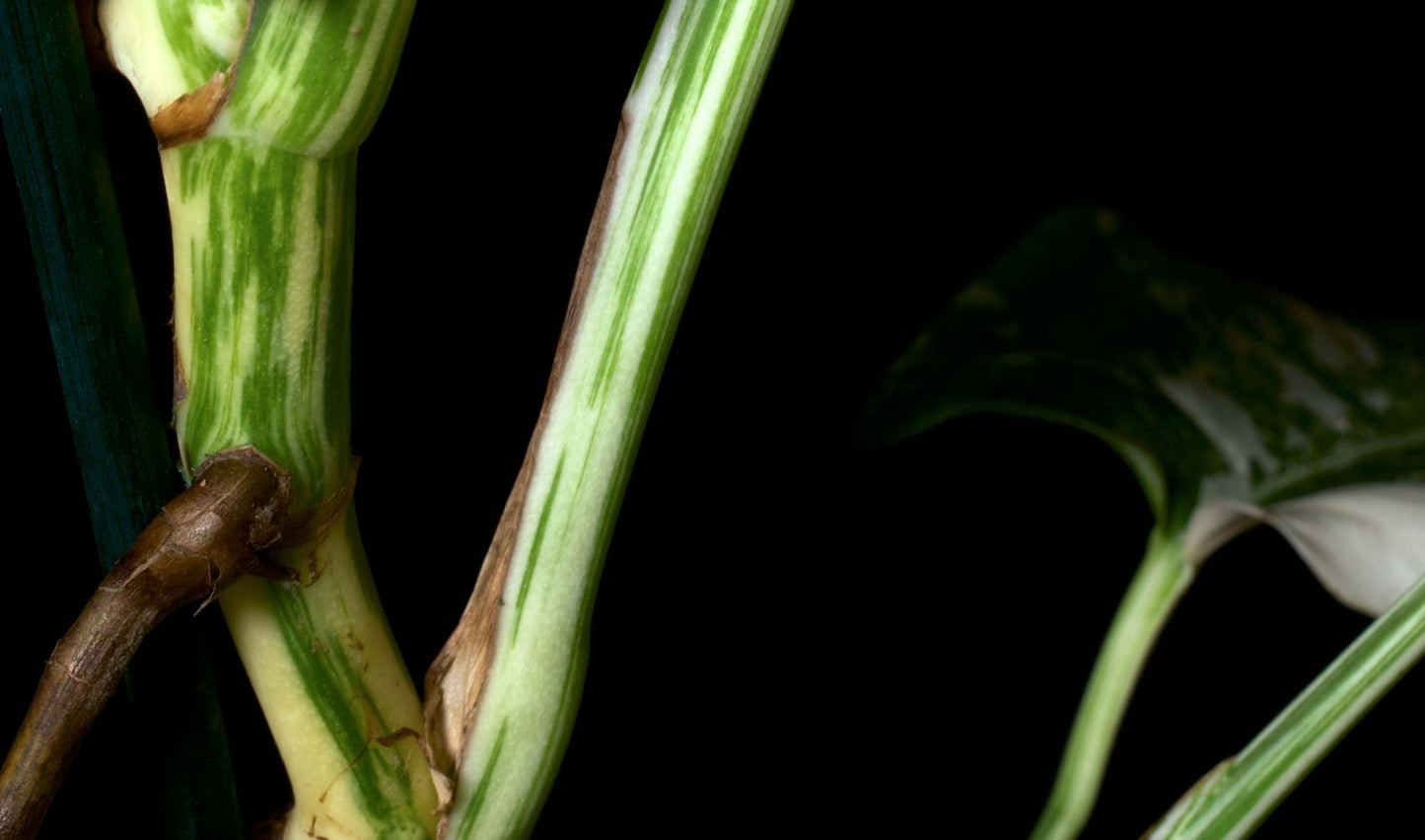 Monstera albo variegata
