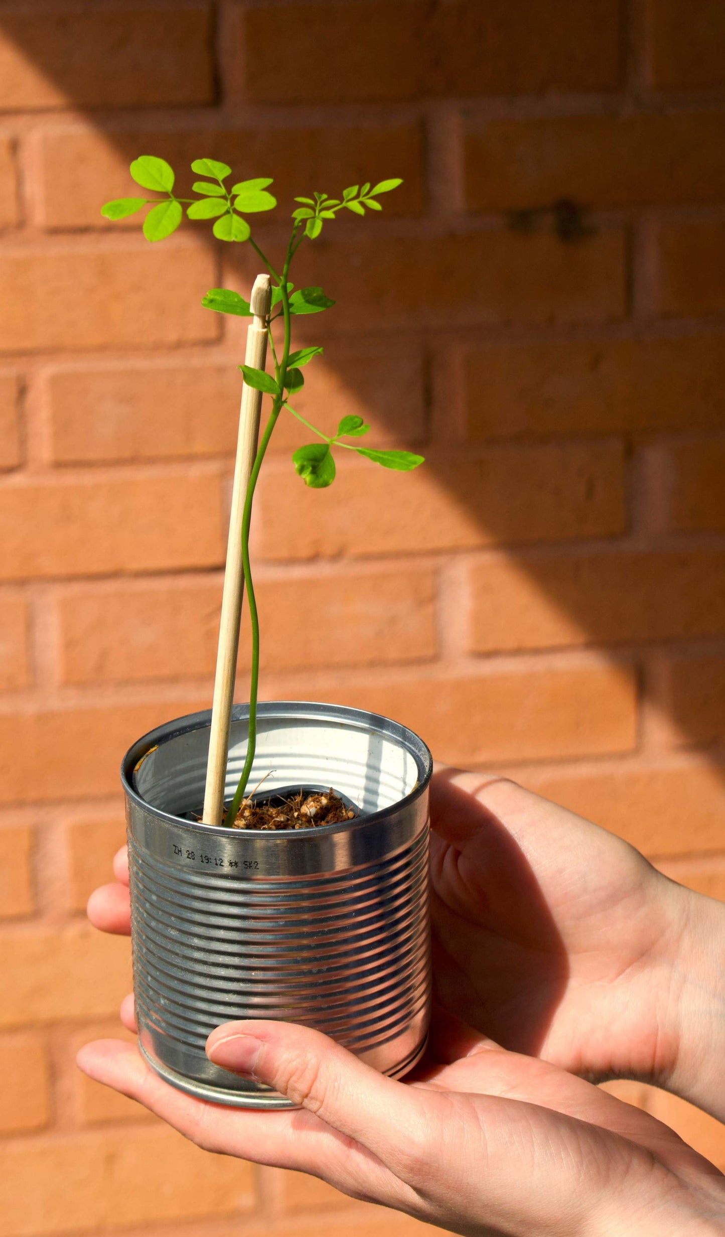 Moringa Oleifera Tree