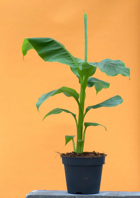 Musa basjoo (frost-resistant banana tree)