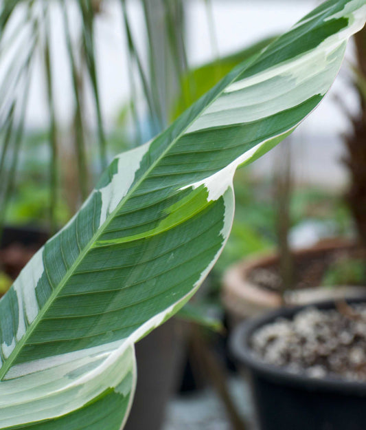 Musa 'Florida Variegata' (Variegated banana plant)