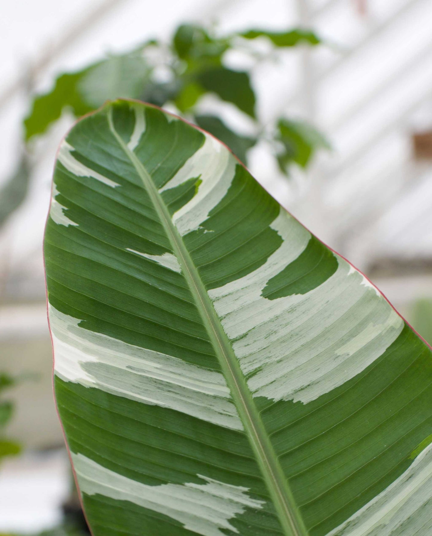 Musa 'Florida Variegata' (Variegated banana plant)