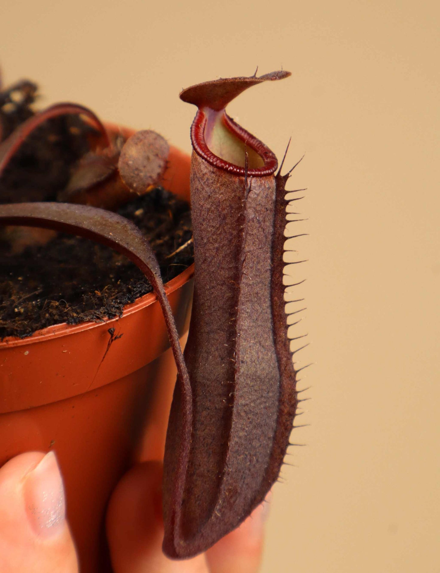 Nepenthes x Rebecca Soper
