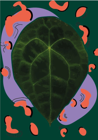 Anthurium Forgetii
