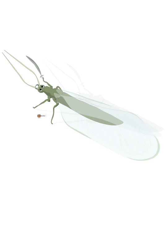 Aphid lion Chrysoperla | Against aphids
