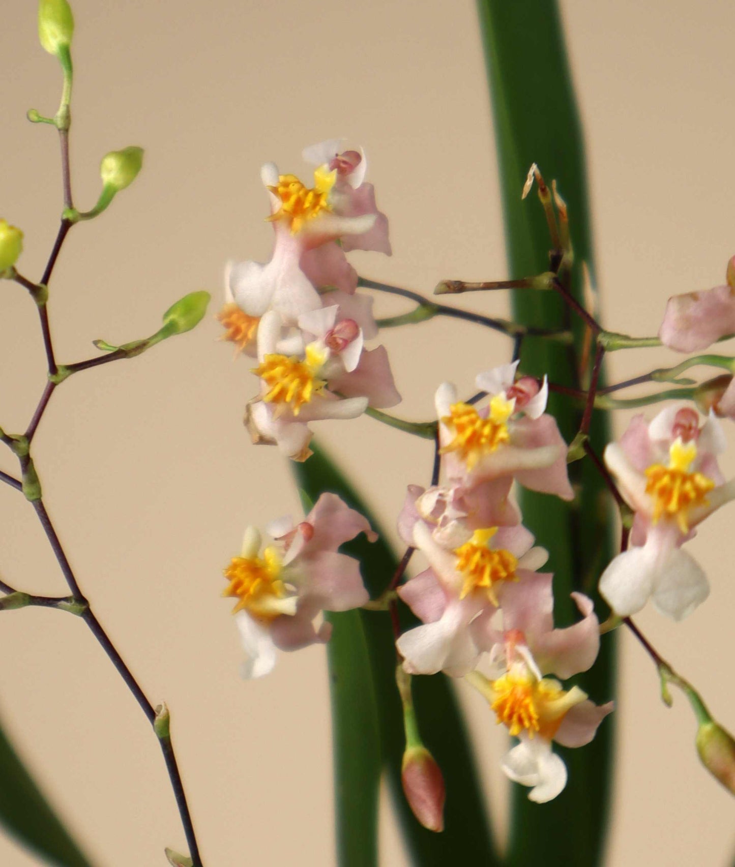 Oncidium 'Tiny Twinkle' (cheirophorum × sotoanum)