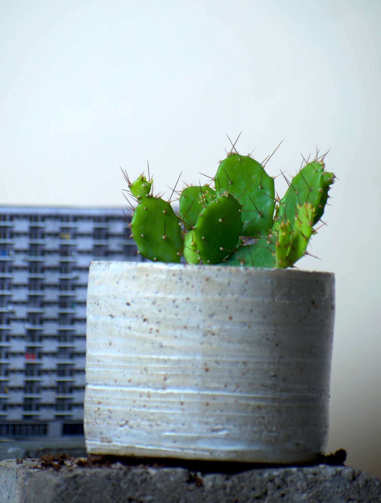 Brasiliopuntia 'brasiliansk fikonkaktus' (ätbara frukter)