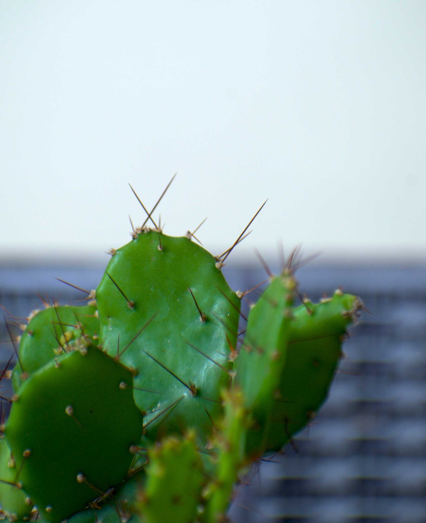 Brasiliopuntia 'brasiliansk fikonkaktus' (ätbara frukter)