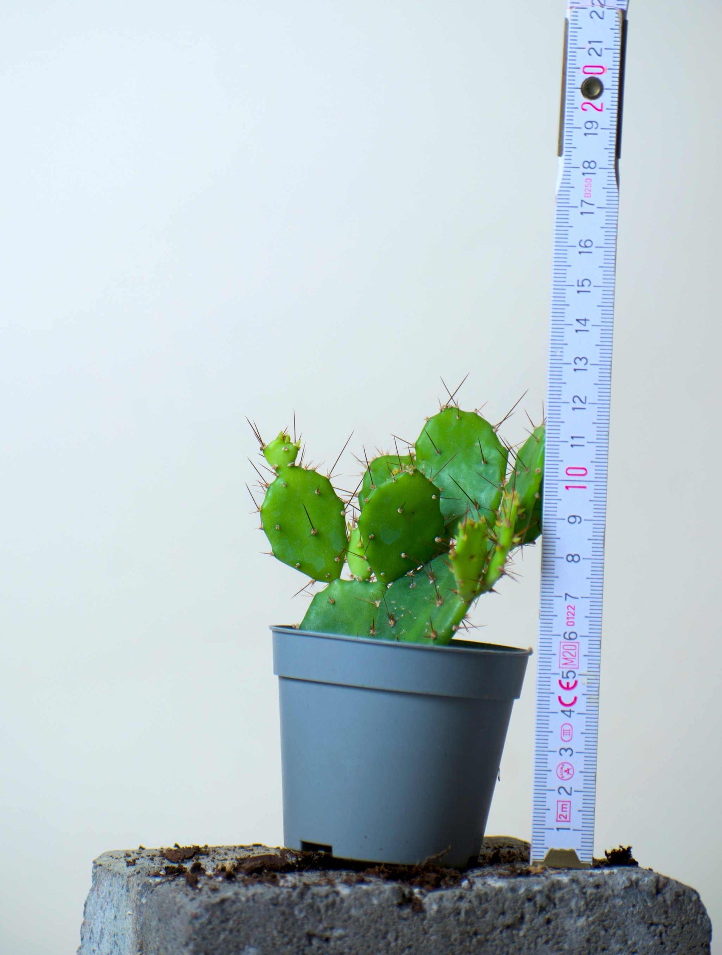 Brasiliopuntia 'brasiliansk fikonkaktus' (ätbara frukter)