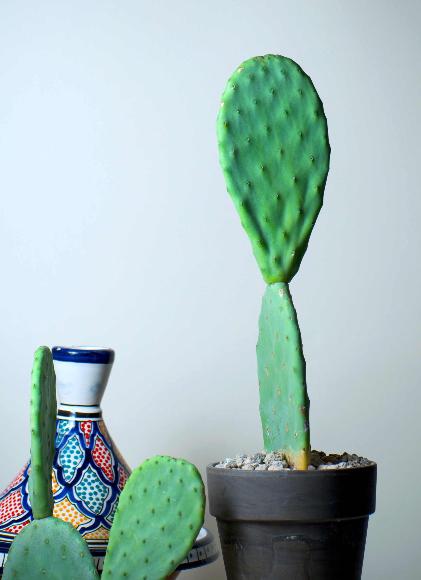 Fikonkaktus, Opuntia Ficus Indica (Ätbara frukter)