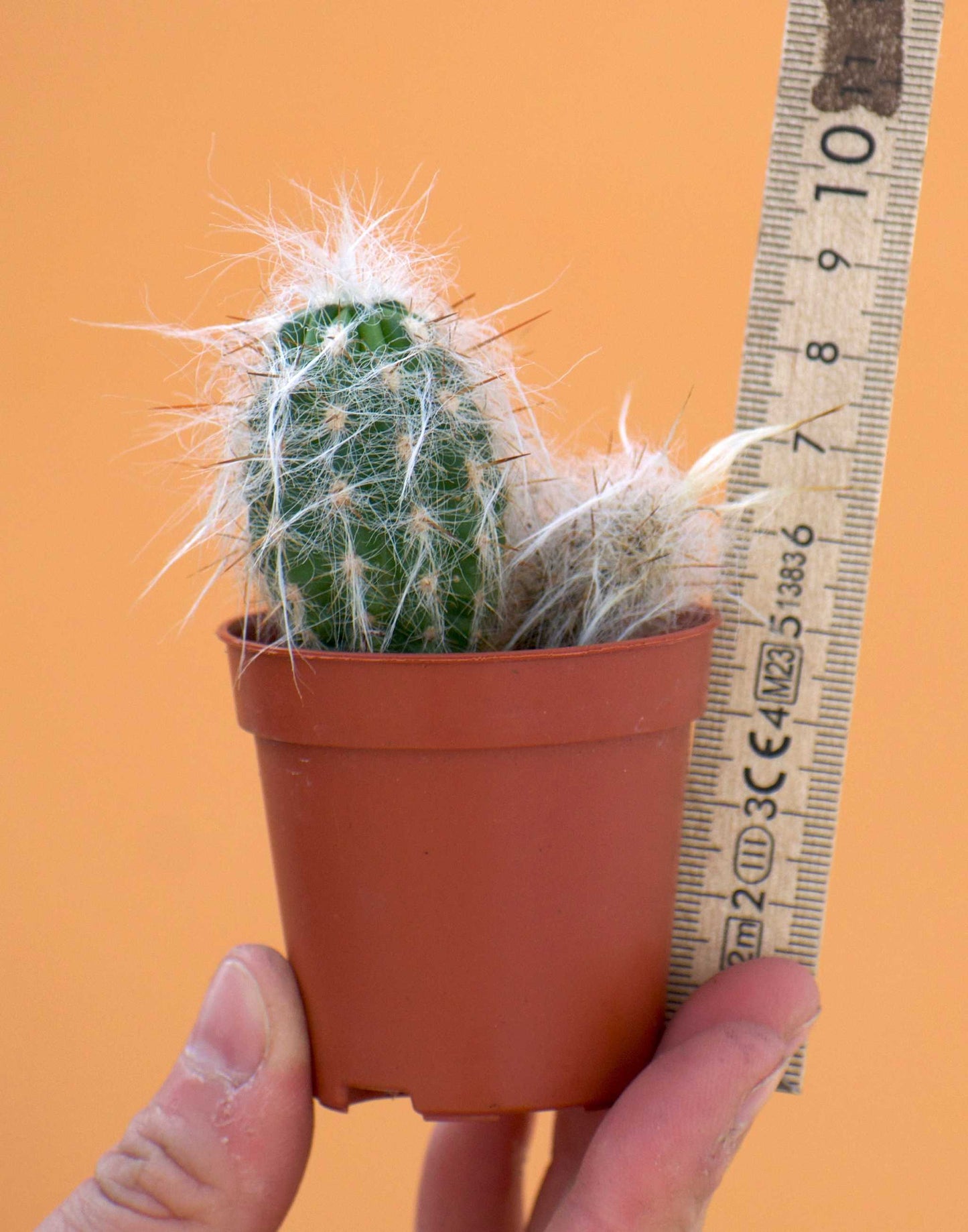 Oreocereus trollii storlek