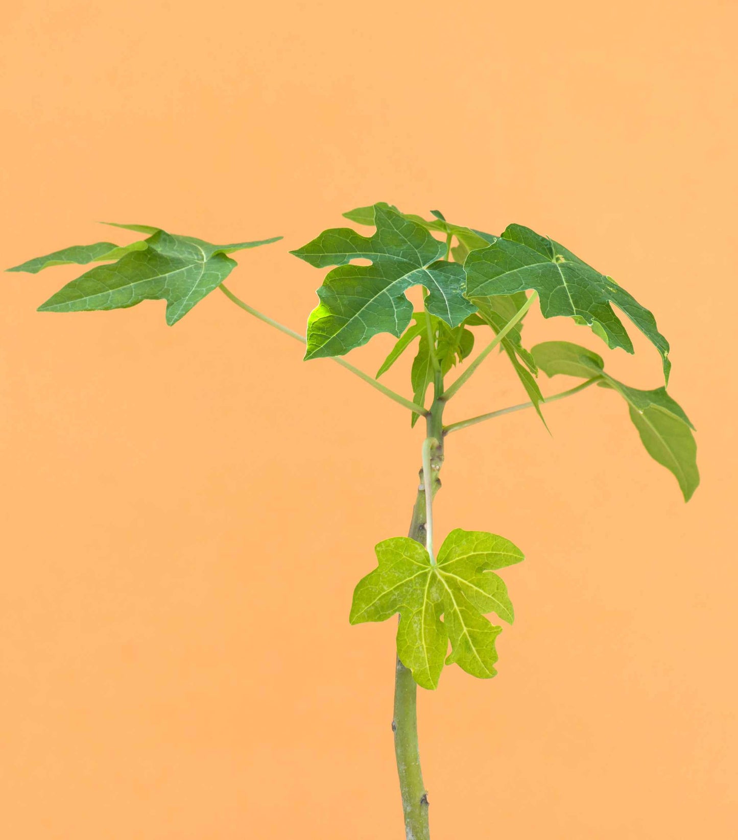 Papayaträd "Carica papaya" ätbar