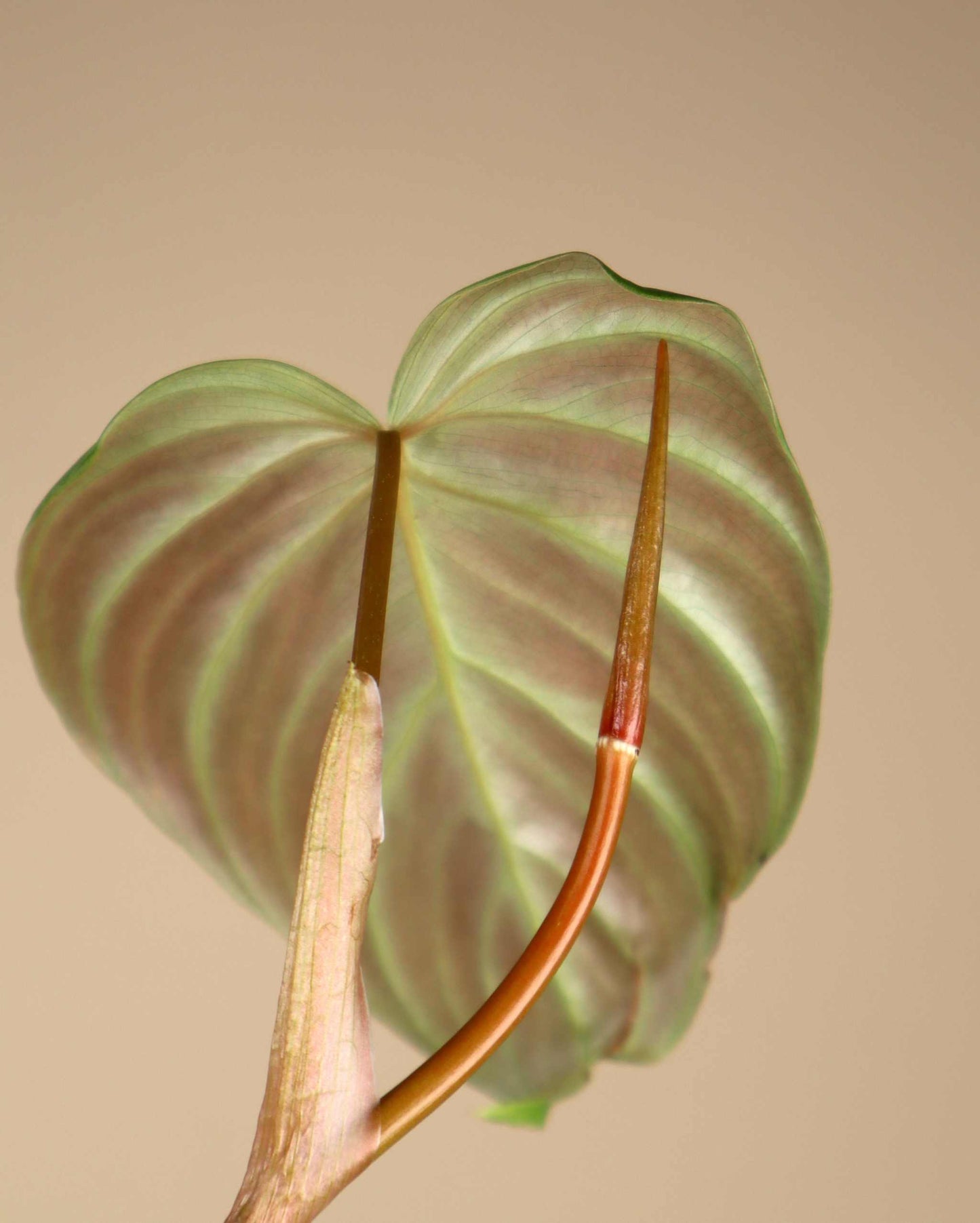 Philodendron 'Majestic' (P. sodoroi x P. verrucosum)