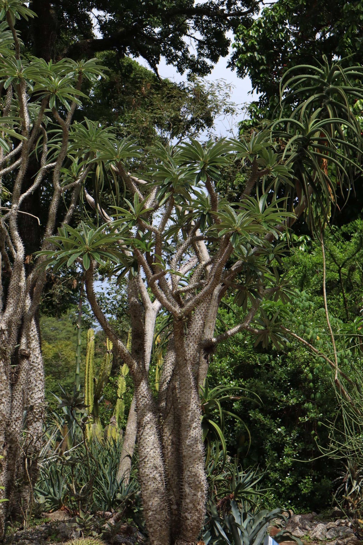 Pachypodium lamerei 'ökenstjärna'