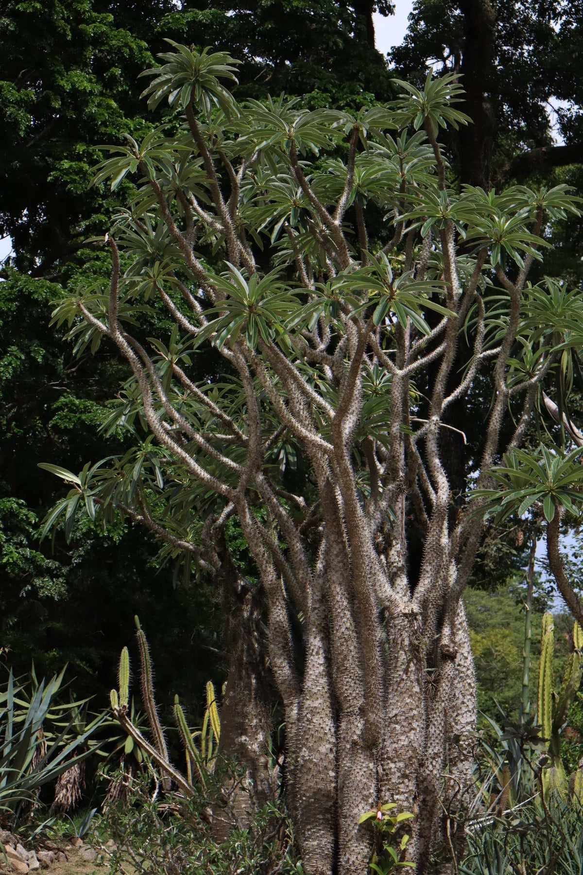 Pachypodium lamerei 'ökenstjärna'