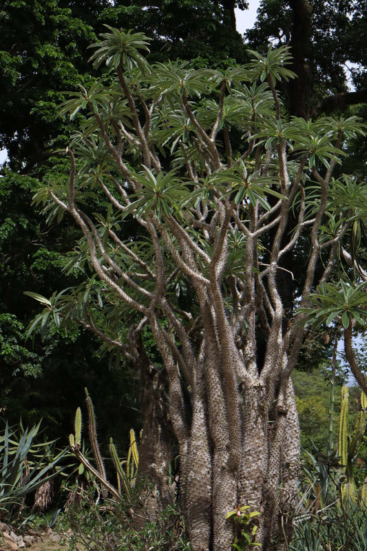 Pachypodium lamerei 'Madagascar palm'