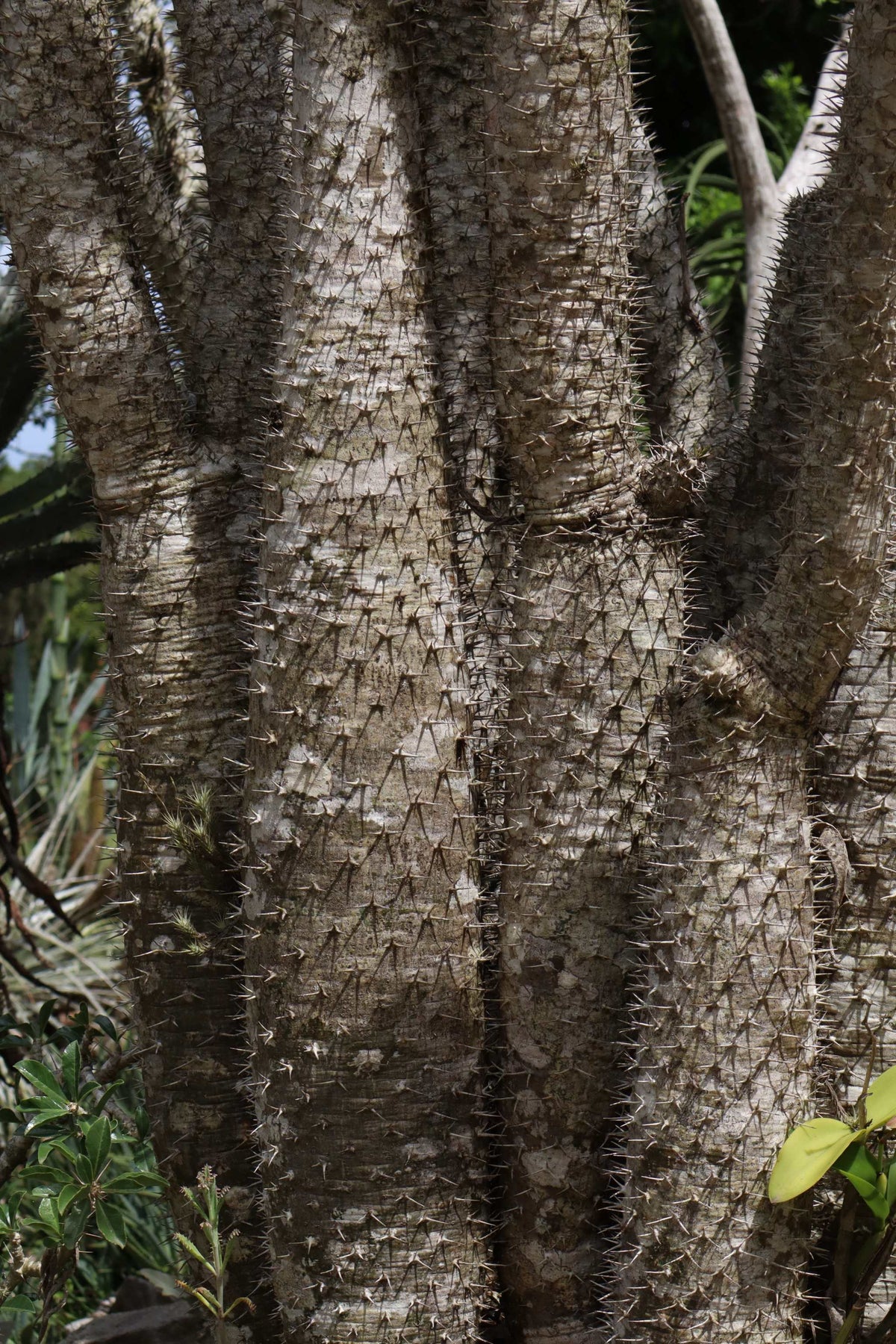 Pachypodium lamerei 'ökenstjärna'