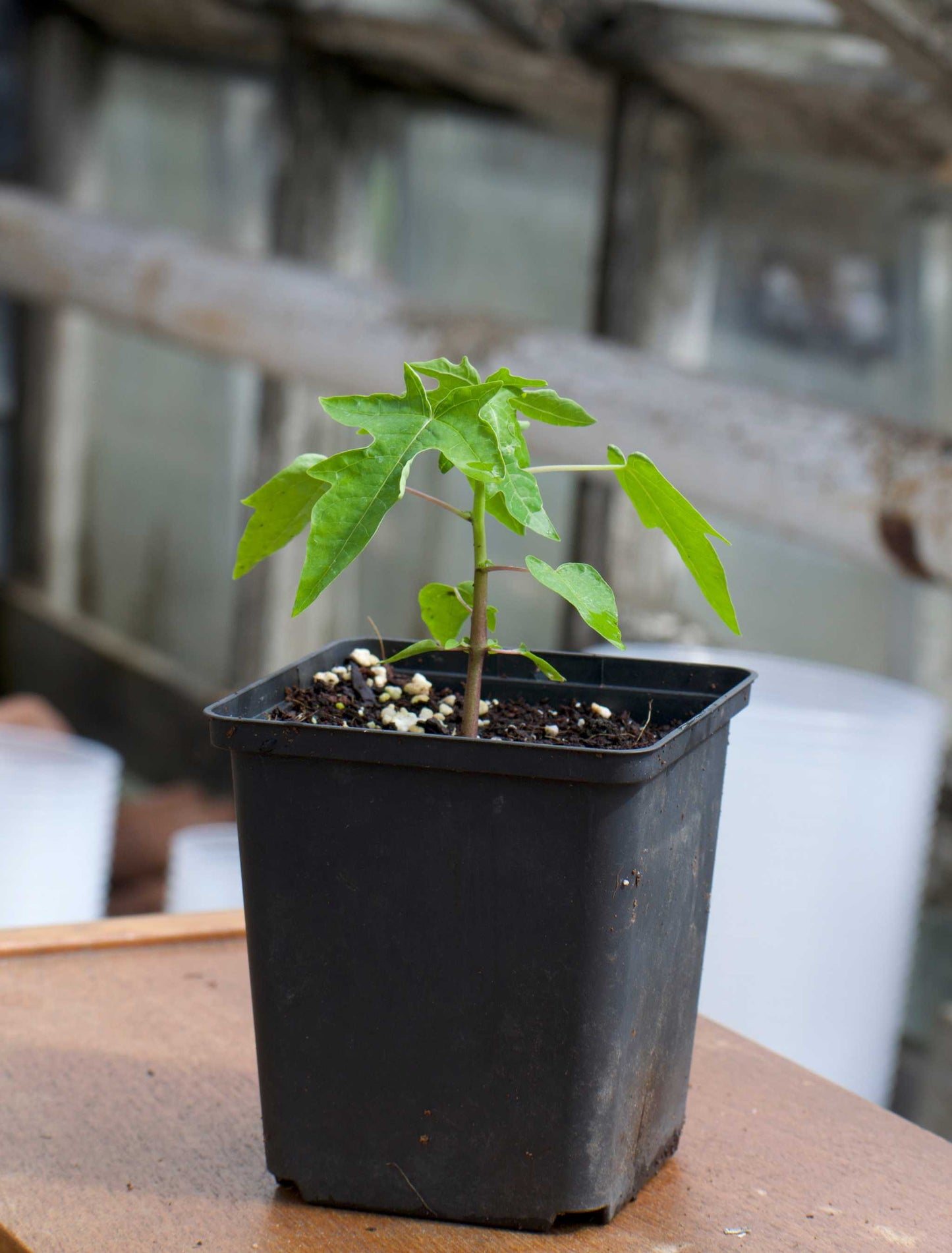 papaya liten träd